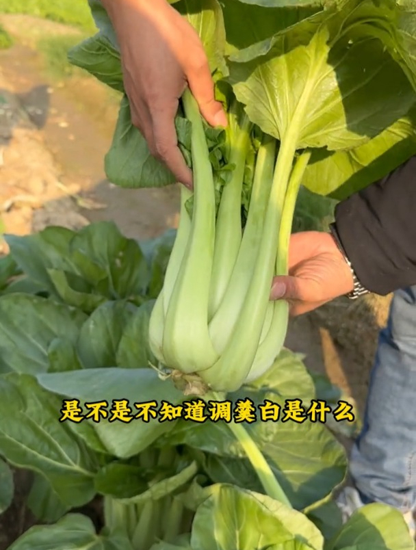 茎叶似“调羹”得名,营养丰富还好吃!北方家家户户都有种