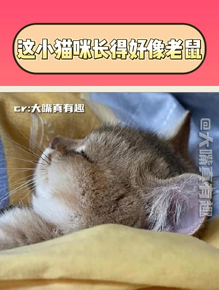 我看谁还说汤姆和杰瑞是纯友谊