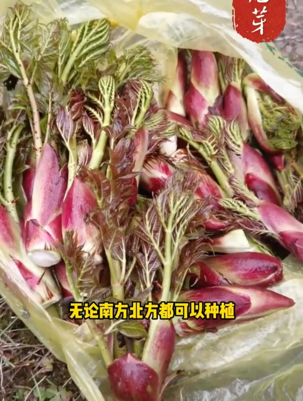 野生植物刺龙芽,营养丰富采摘难,市场售价很高