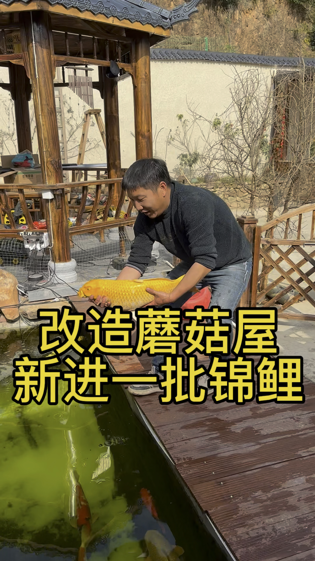 老公花2万5在院子里改造的锦鲤鱼池已经养锦鲤3个月了