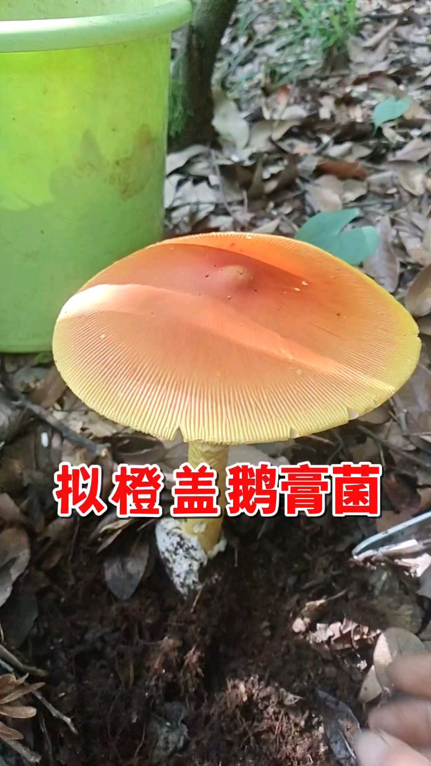 最好看的野蘑菇——拟橙盖鹅膏菌