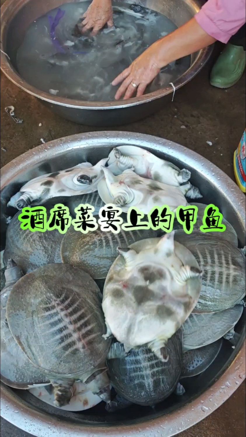 湖南祁东农村酒席菜-做红烧甲鱼啦!好食材做出好味道