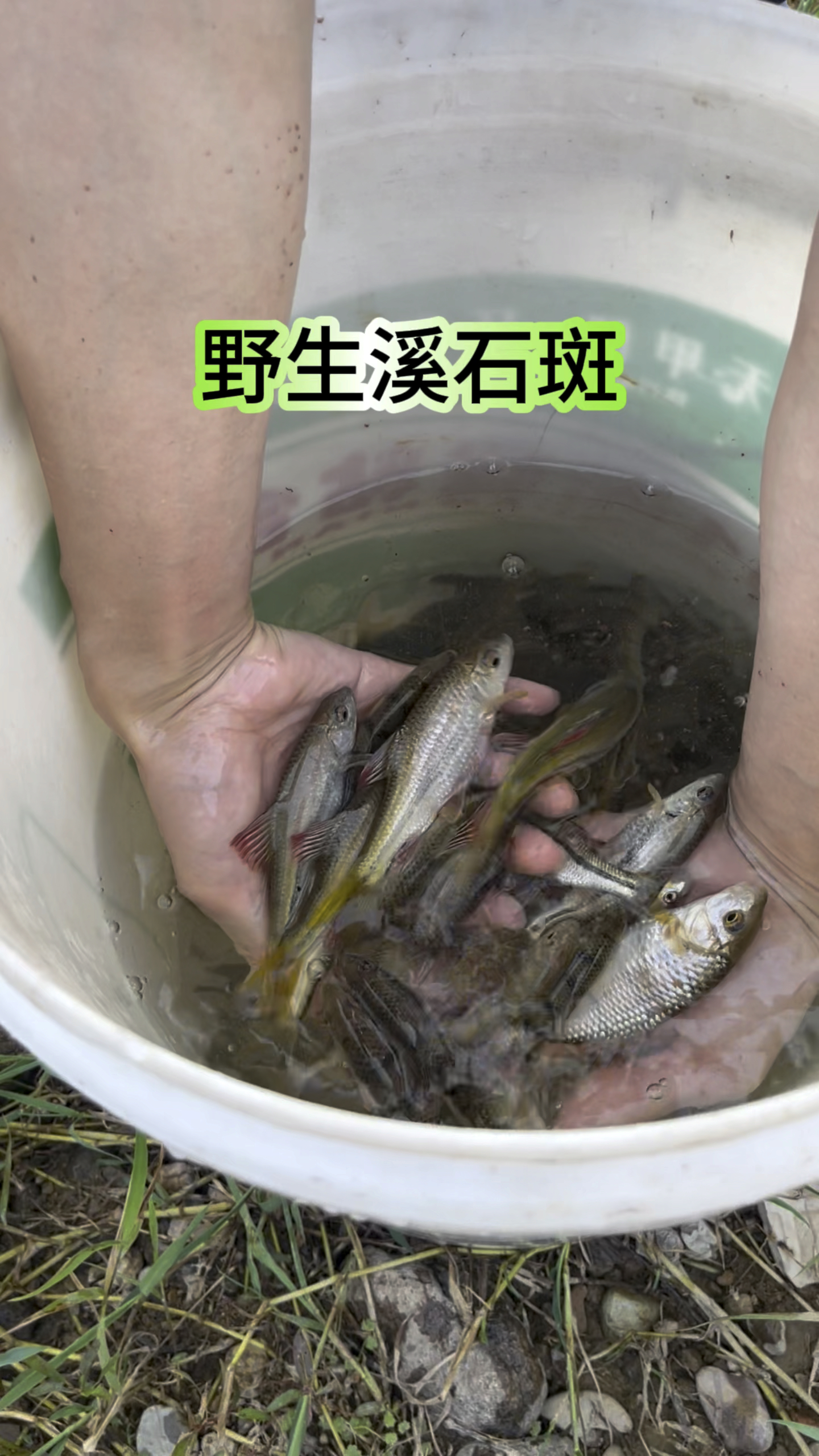 家门口抓了点野生溪石斑#溪石斑 #石斑鱼 #鱼货 #抓鱼 #野货