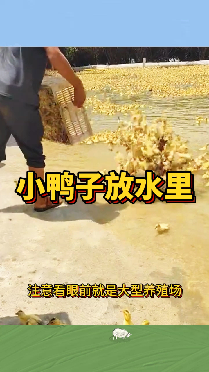 大型的养殖场,小鸭子放水里