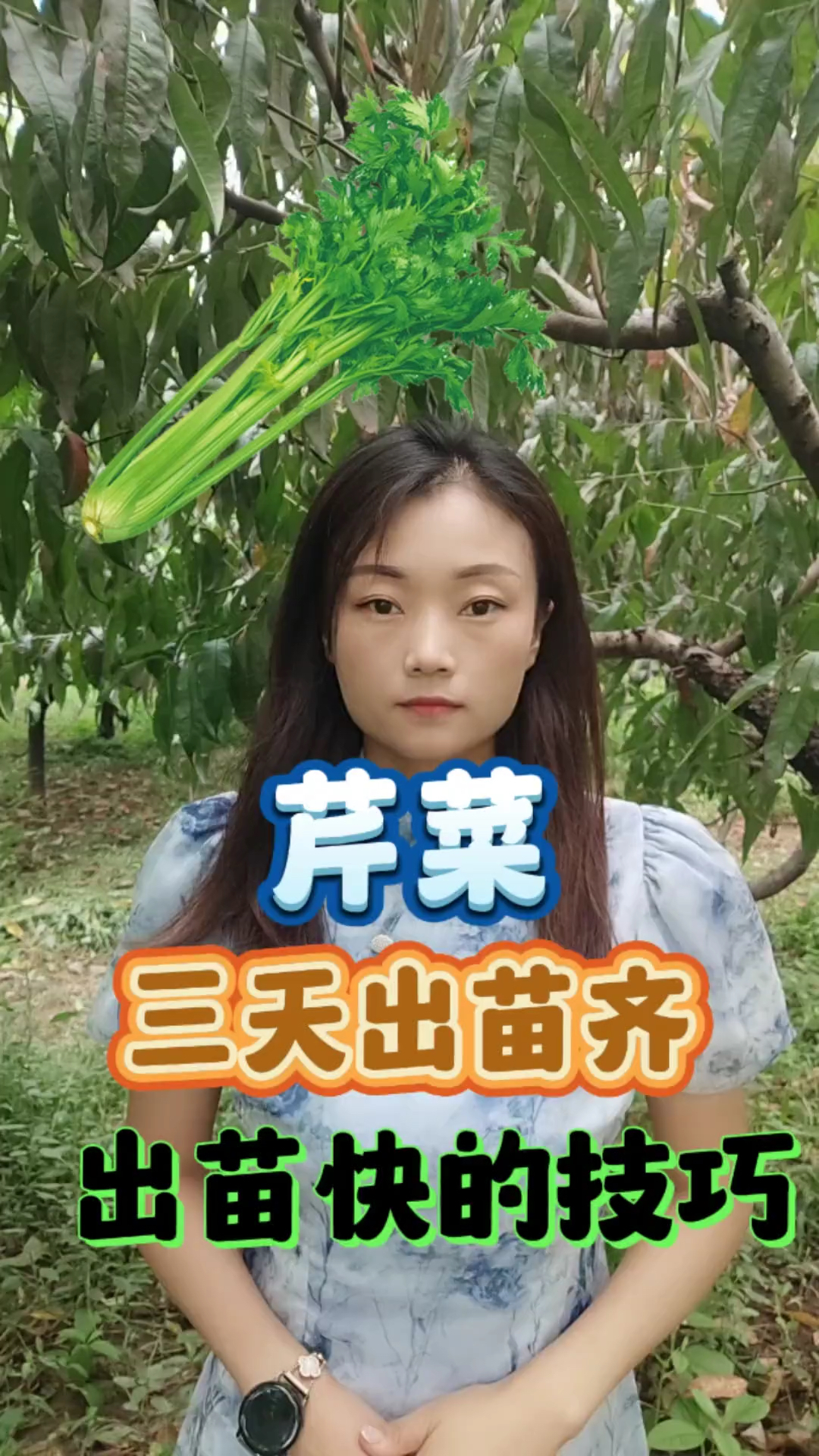 种芹菜三天出苗齐