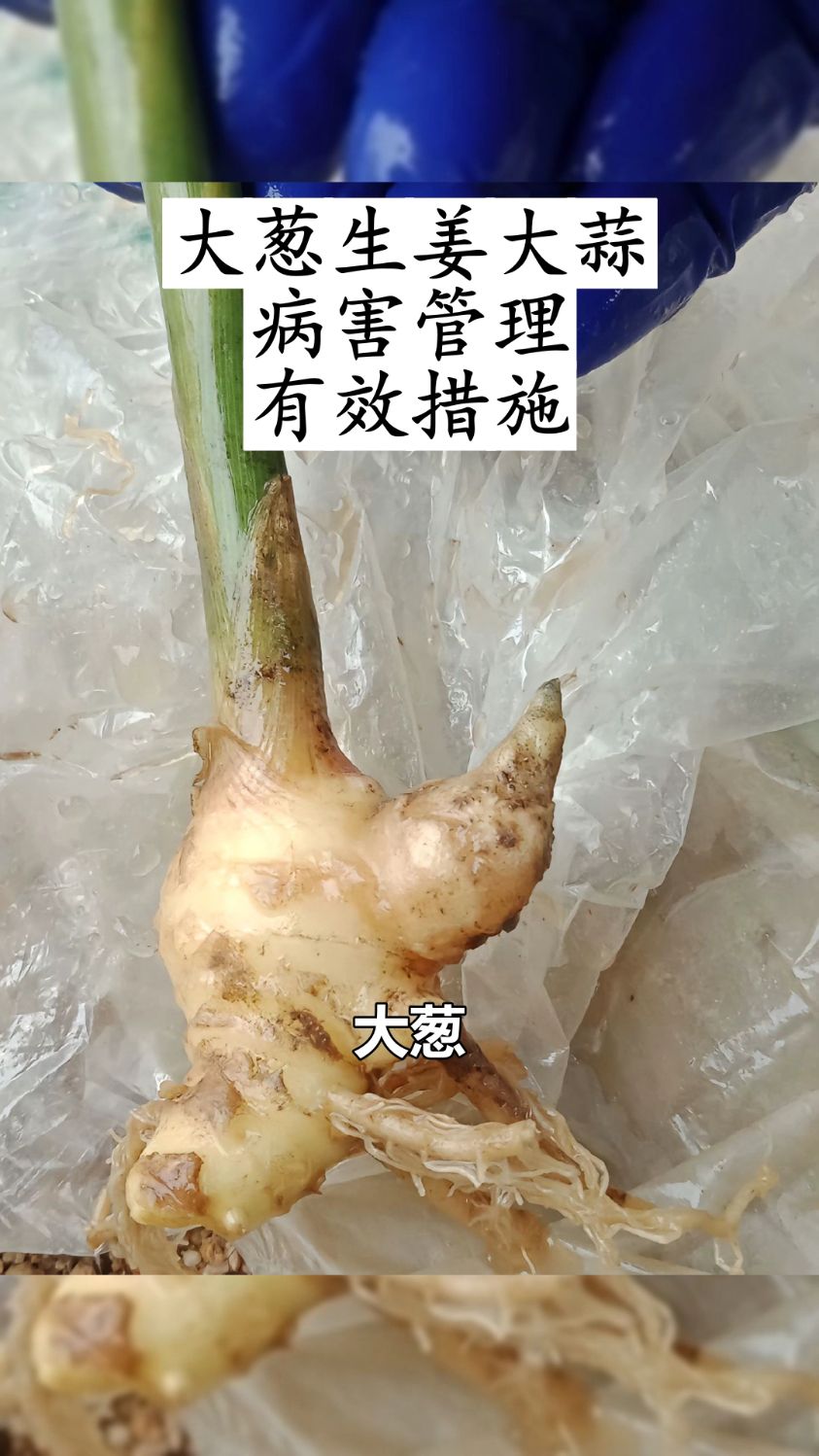 大葱大姜韭菜病害的克星