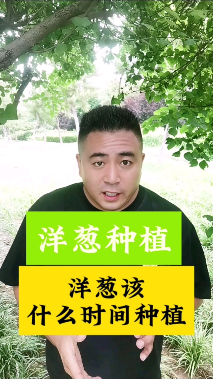 洋葱什么时间种植