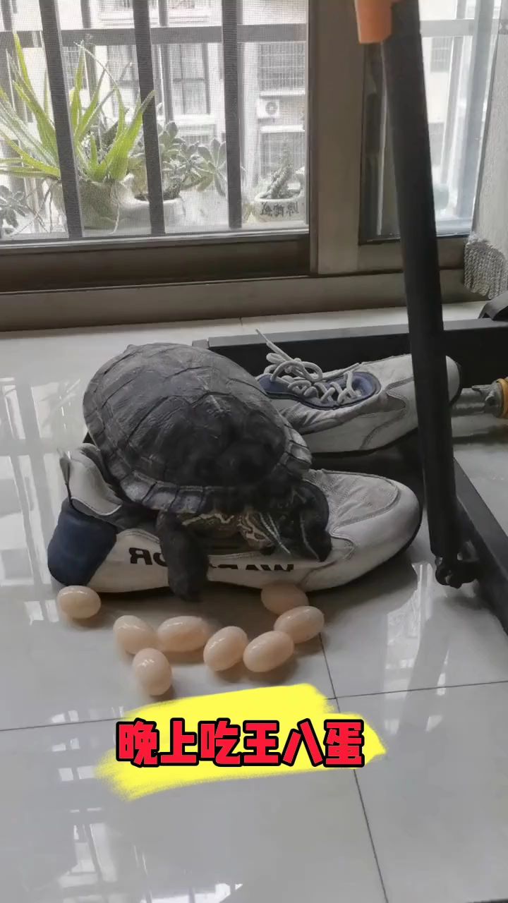 我家的乌龟居然下蛋了!