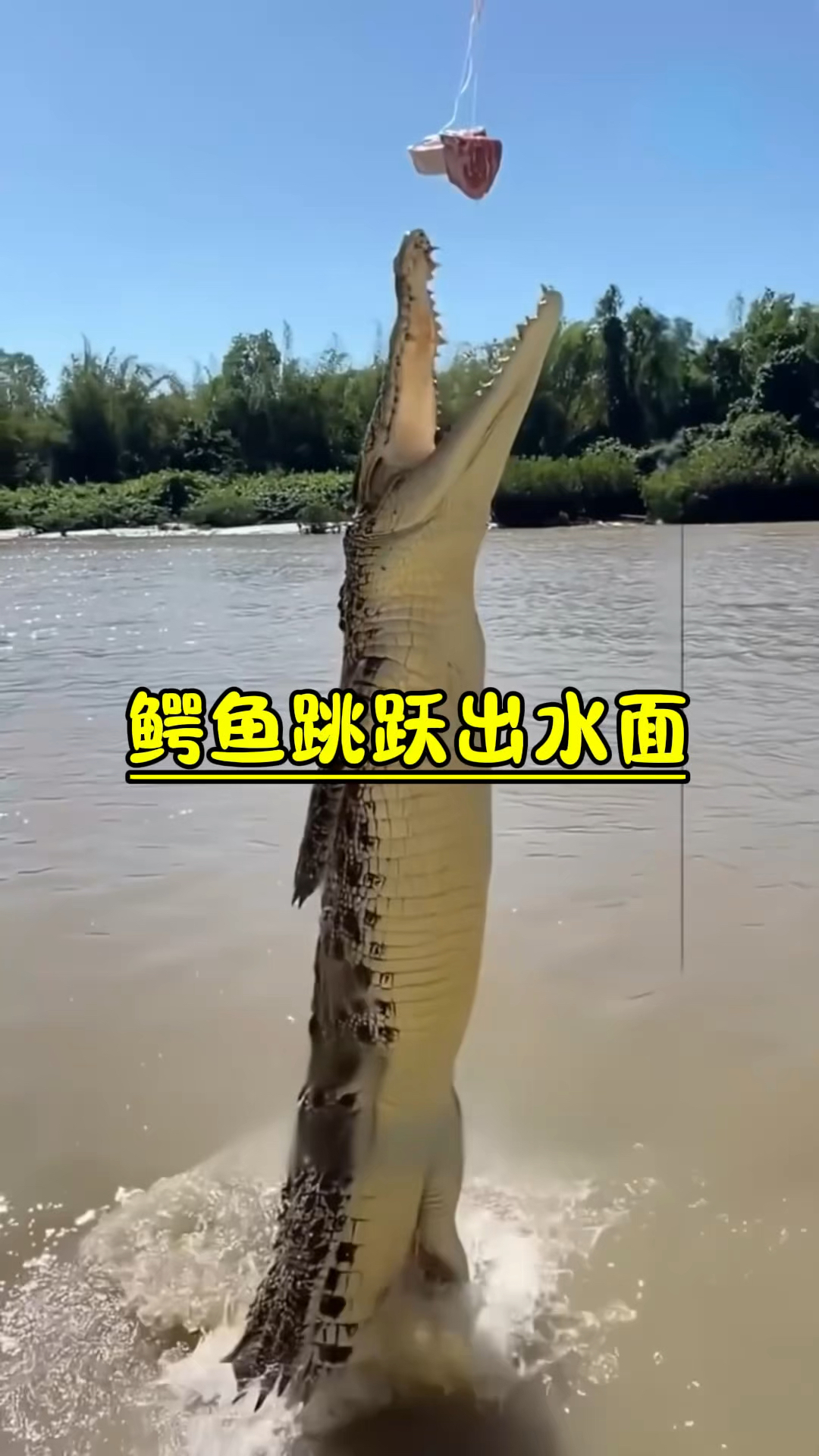 为什么鳄鱼也能跃出水面