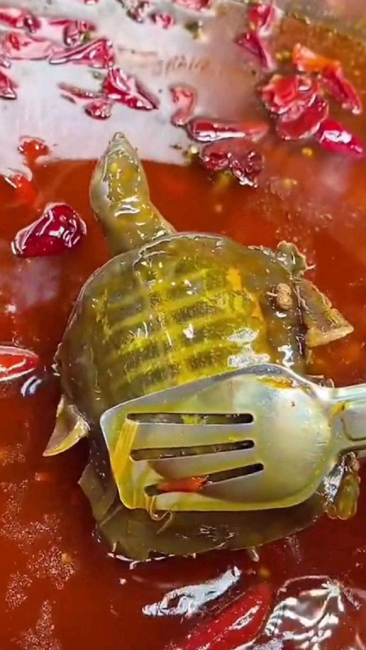 麻辣小甲鱼你们吃过吗?