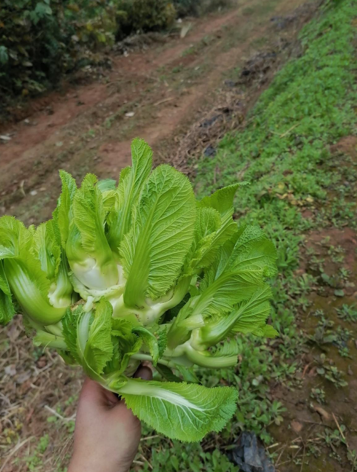 儿菜又叫抱子芥菜,很多人不会吃,却是四川人的最爱
