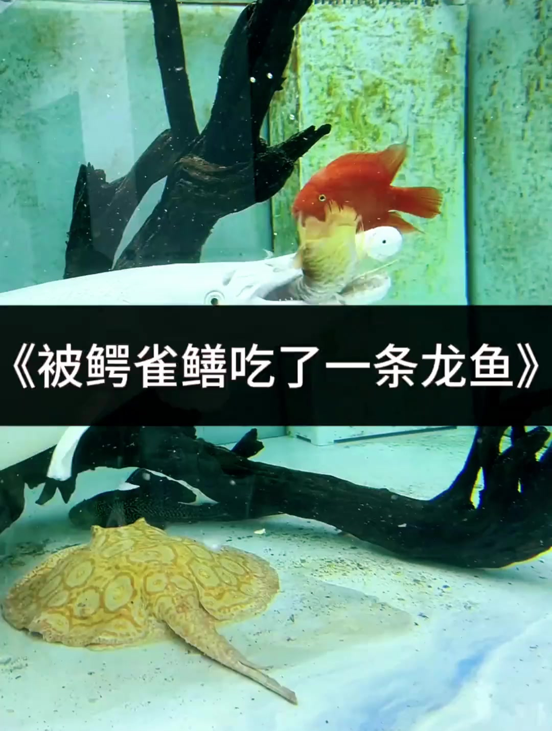 没事别乱混养我给各位鱼友试了你们看着办!