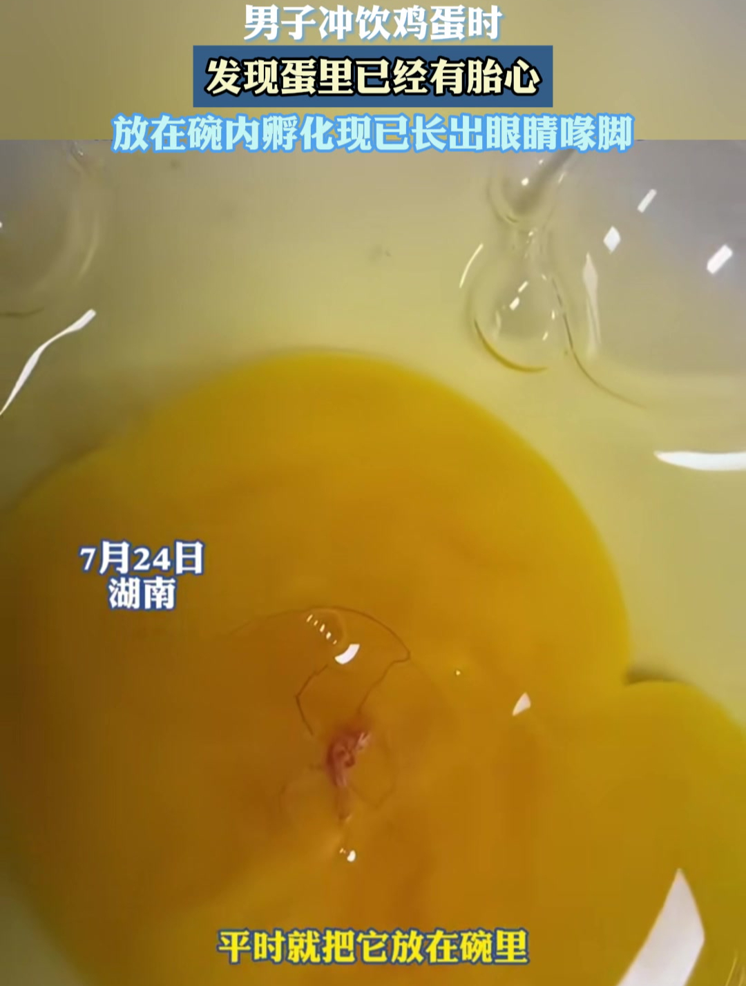 男子冲饮鸡蛋时发现蛋里已经有胎心放在碗内孵化现已长出眼睛喙脚