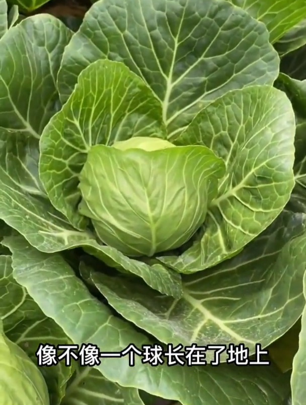一种水果甘蓝,常用来做沙拉菜生吃,耐热好种营养高!