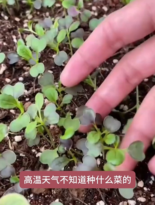 紫罗兰油菜耐热不易招虫,简单好管理!营养丰富!