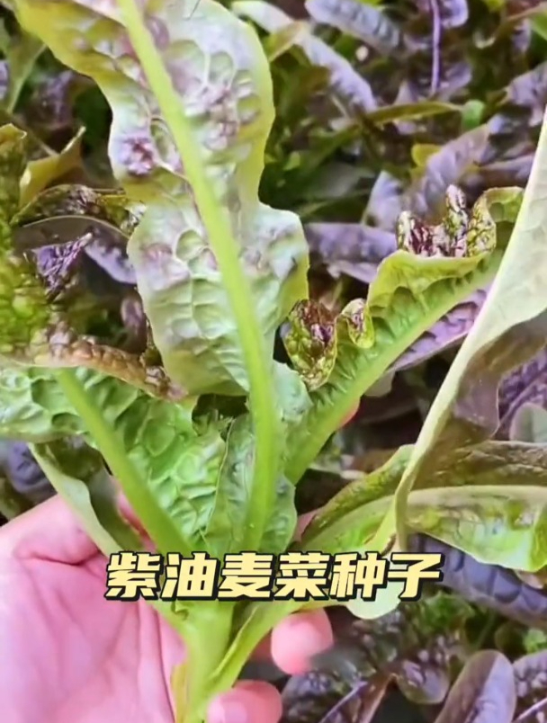 油麦菜气味独特,营养丰富又好种!