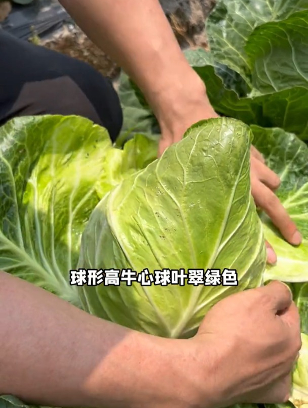 早熟牛心甘蓝品种,北方人叫它包菜,营养丰富耐寒又好种!