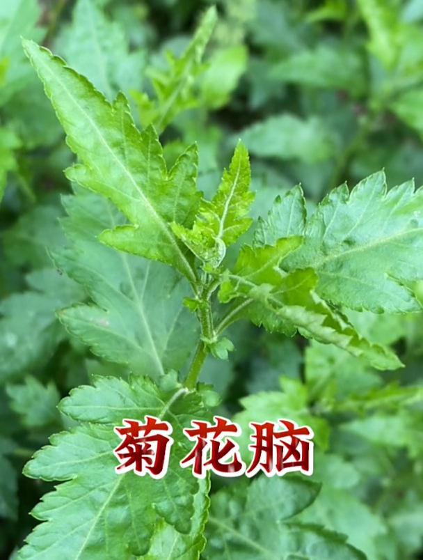 菊花脑并不是菊花,看看你认识吗?