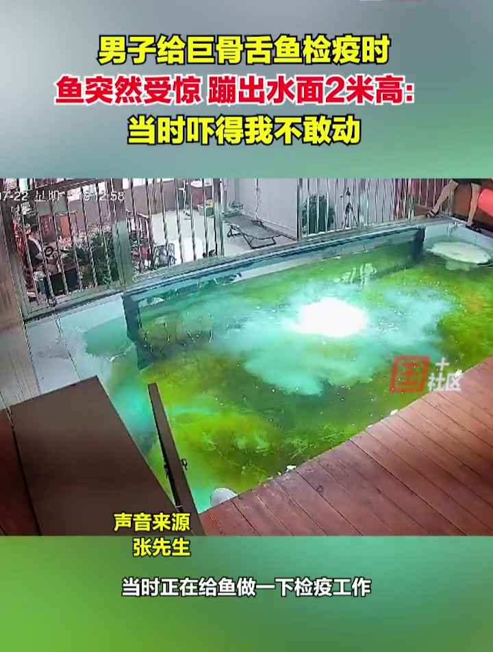 7月22日,山东寿光。男子给巨骨舌鱼检疫时,鱼突然受惊,蹦出水面2米高:当时吓得我不敢动。