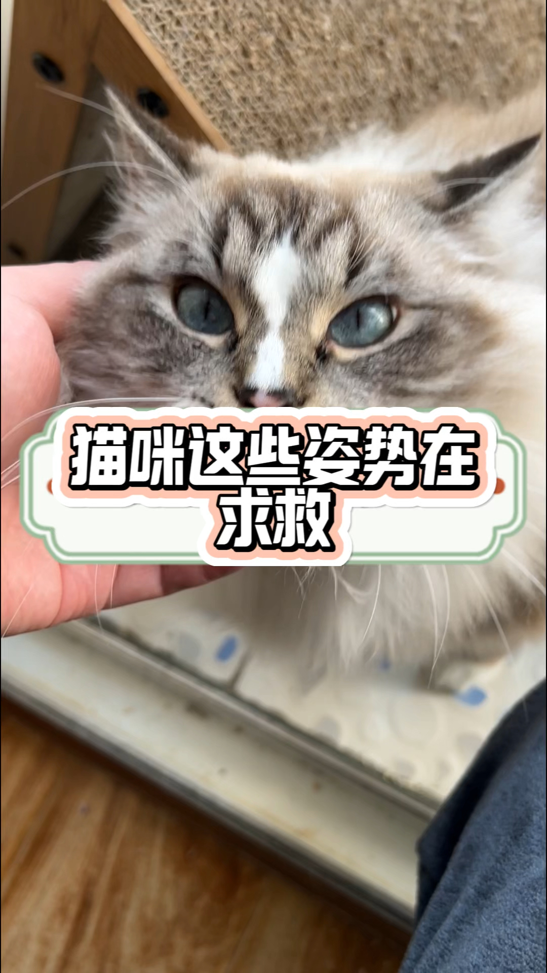 猫咪这些姿势在求救