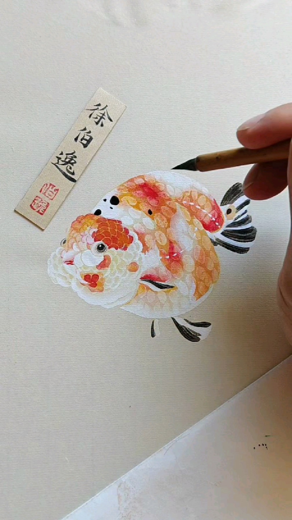 画一条呆萌的兰寿金鱼