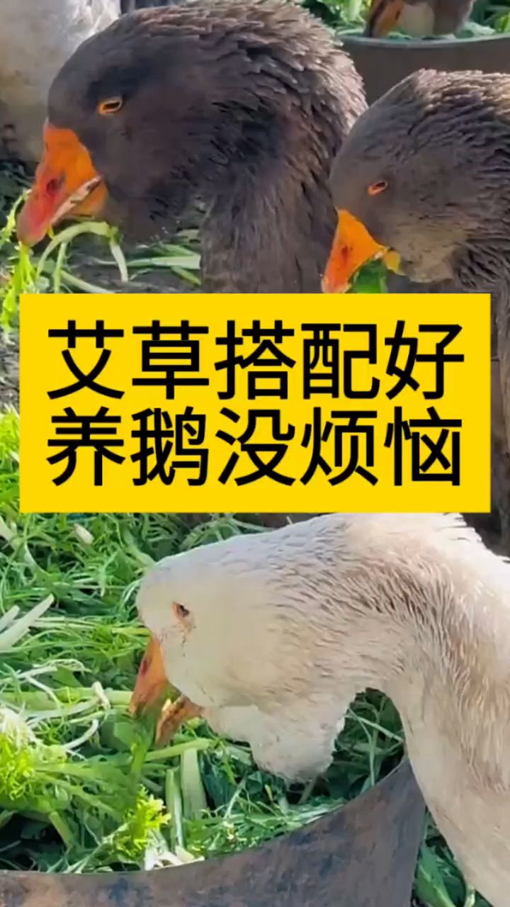 艾草搭配好,养鹅没烦恼