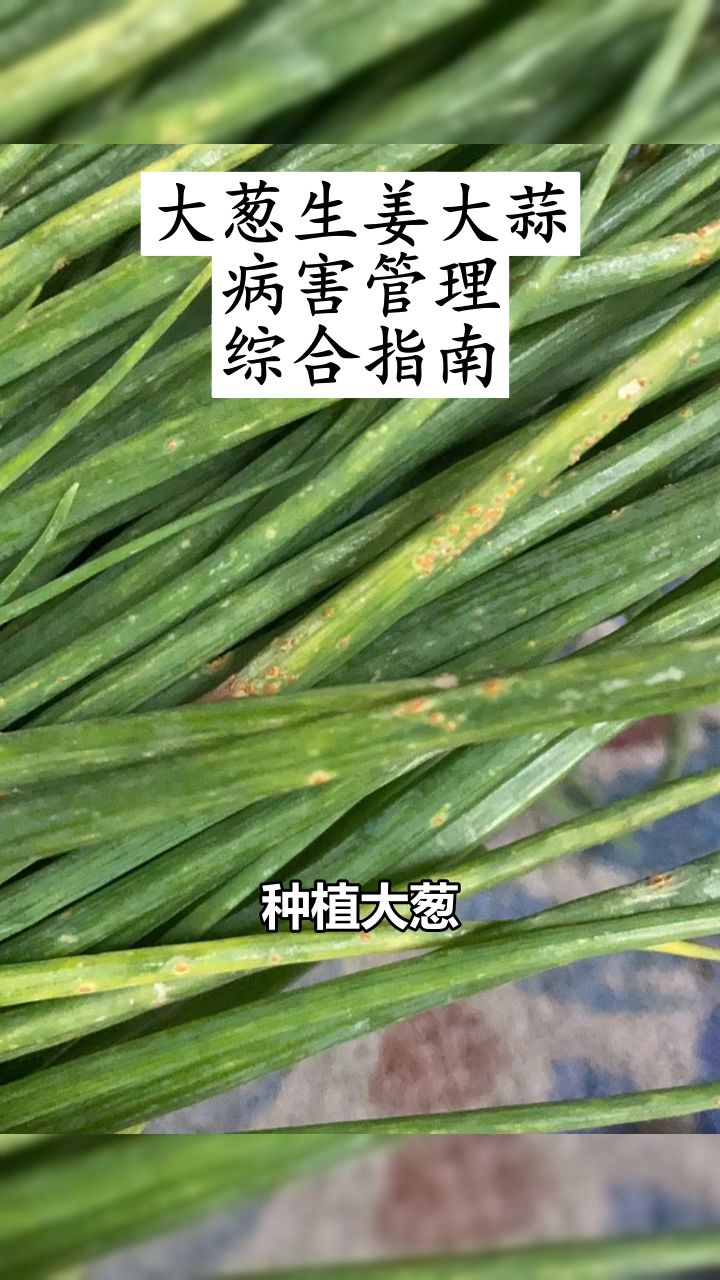 大葱大姜韭菜各种病害不用怕,一招轻松拿下