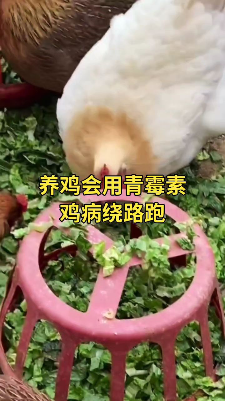 养鸡会用青霉素,疾病让路