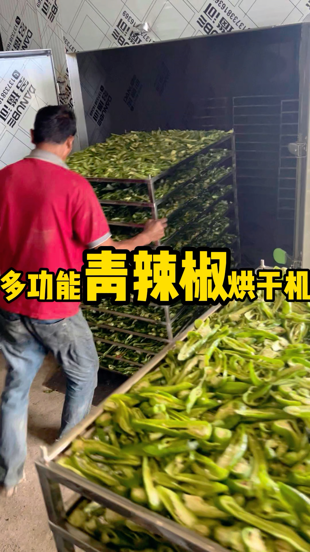吉林延边青辣椒烘干加工#蔬菜烘干机 #青辣椒烘干机 #青辣椒烘干设备