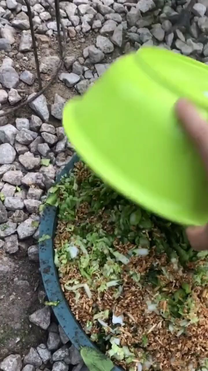 鸡喜欢吃什么菜啊
