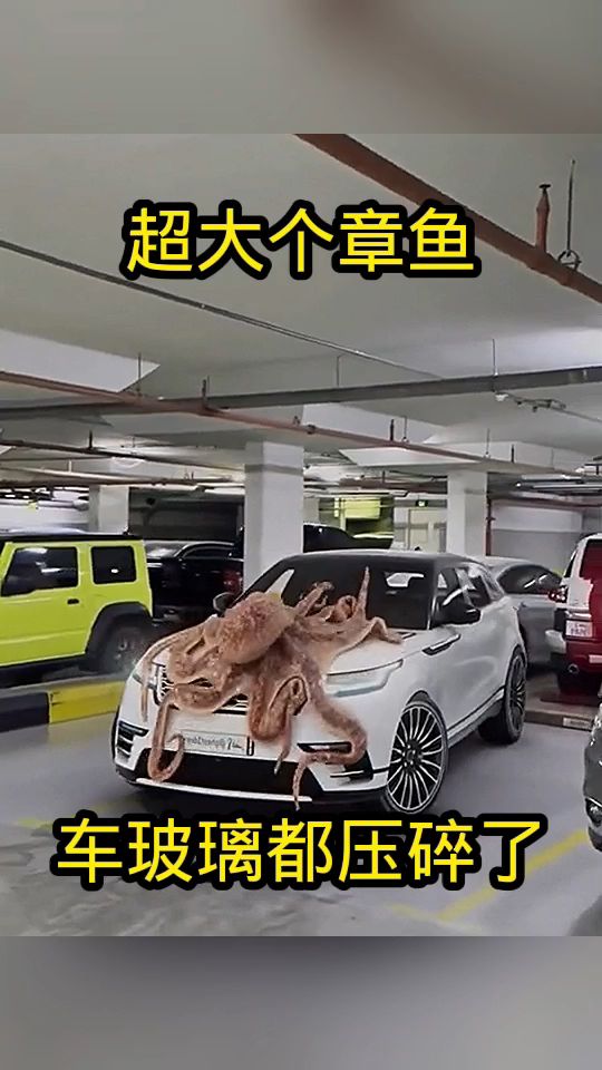 超大个章鱼,车玻璃都压碎了!