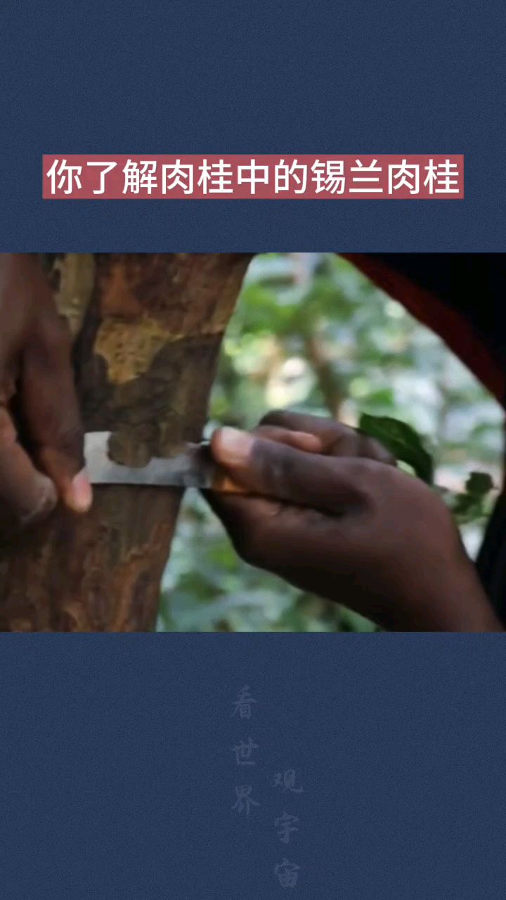 你了解肉桂中的锡兰肉桂吗