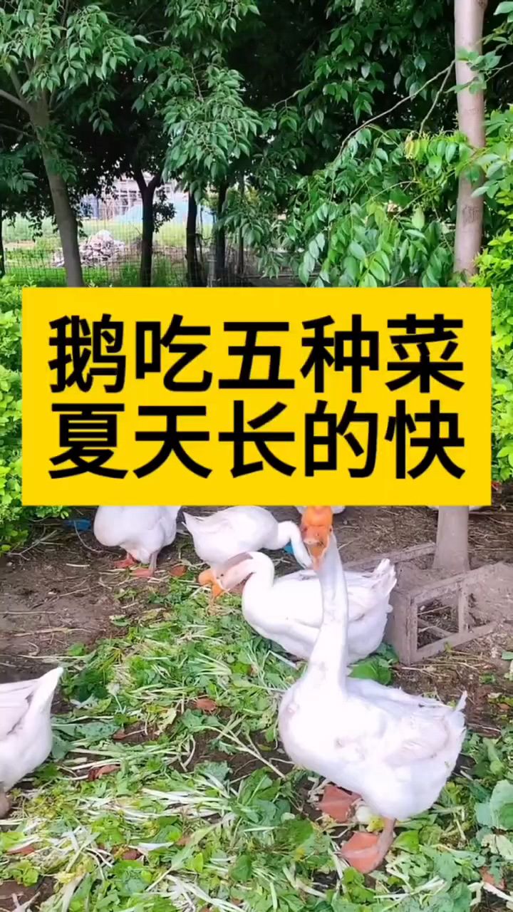 鹅吃什么,长得快