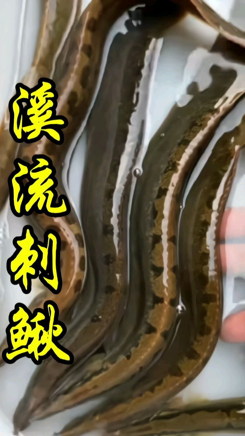 溪流刺鳅,客家人管它叫猪麻锯,你那里管它叫啥?