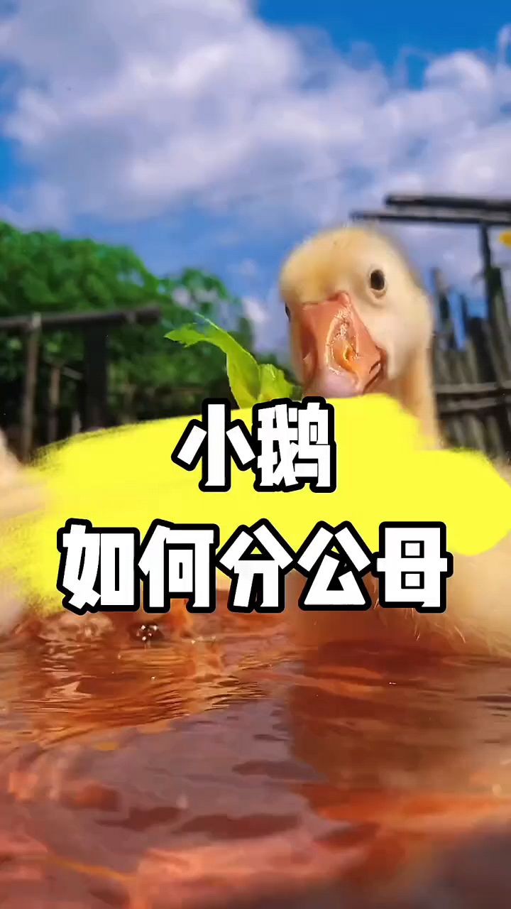 小鹅怎么分公母呢