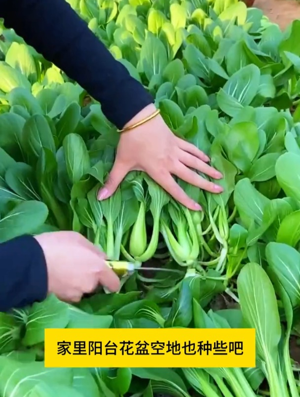 撒籽18天就能采摘,一年能种十几茬,它就是鸡毛菜!
