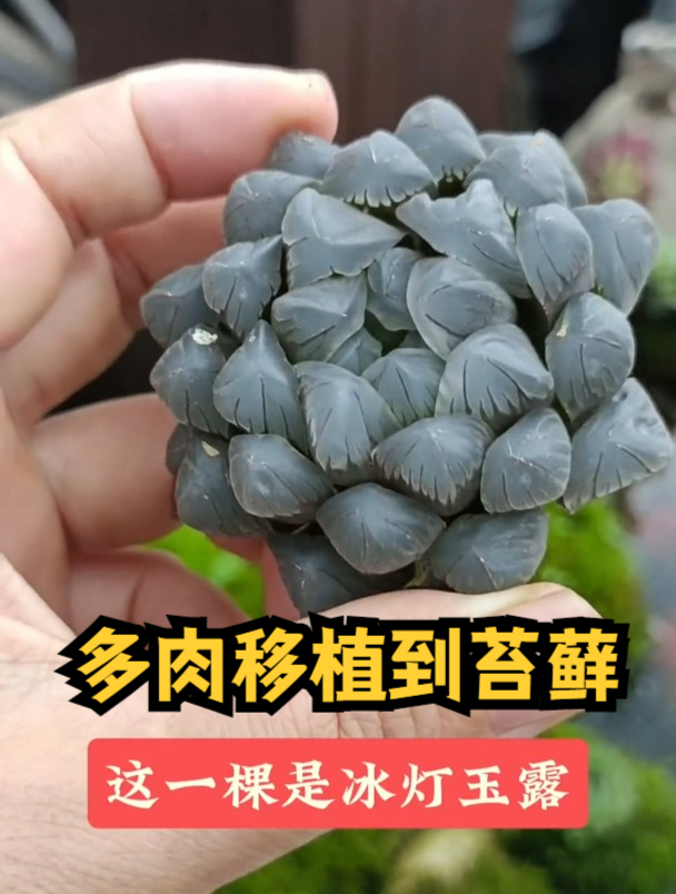 多肉如何种到苔藓上?今天给大家示范一下