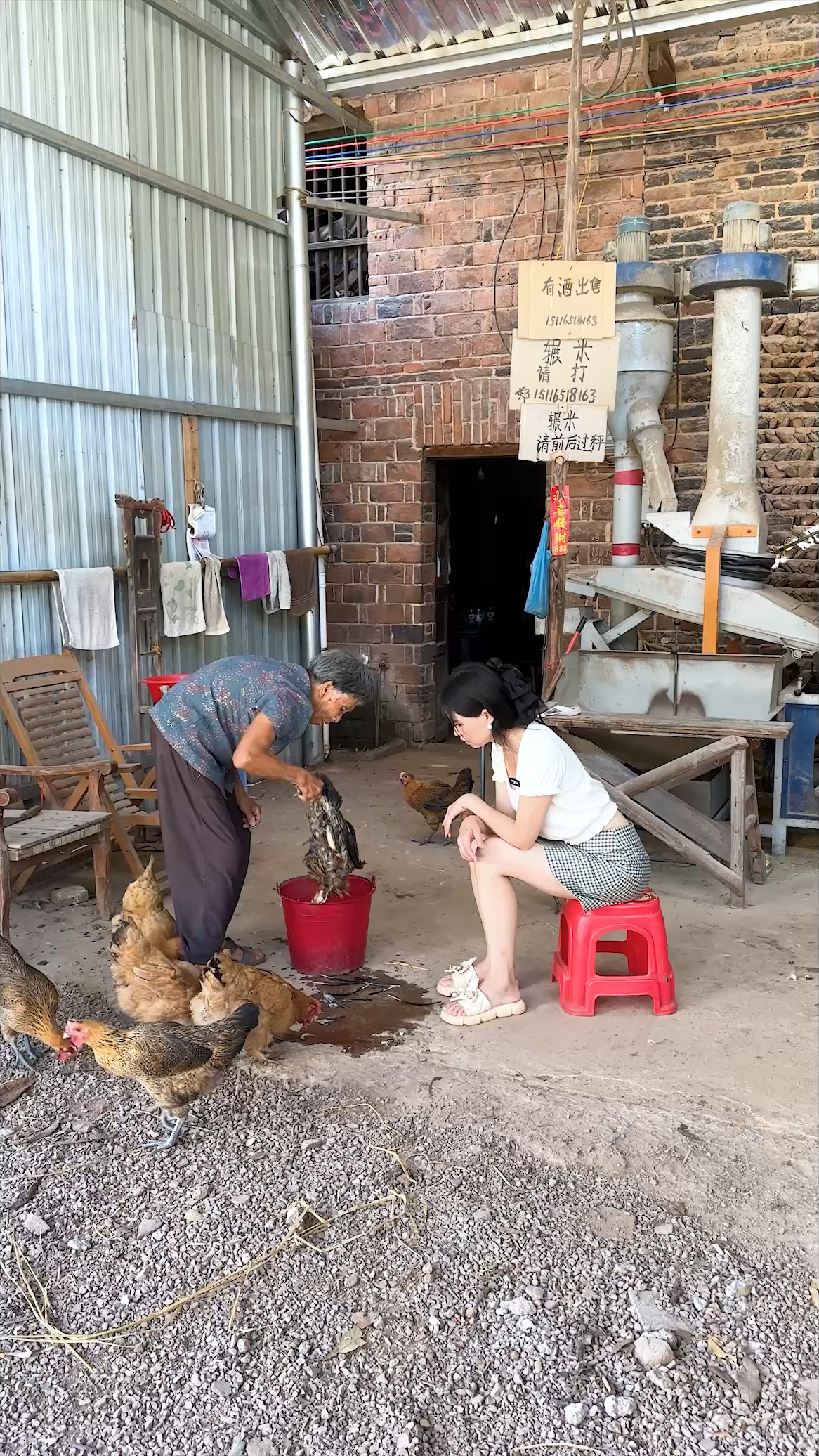 大大的田螺,做成美味的田螺焖鸡,香鲜入味,好吃到爆。