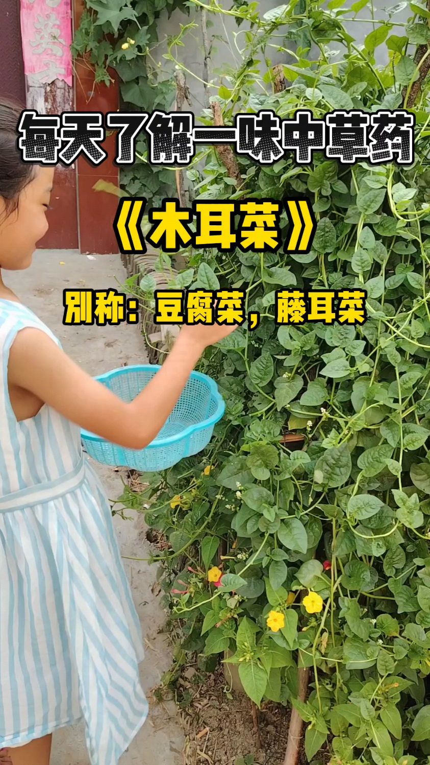 每天了解一味中草药,木耳菜