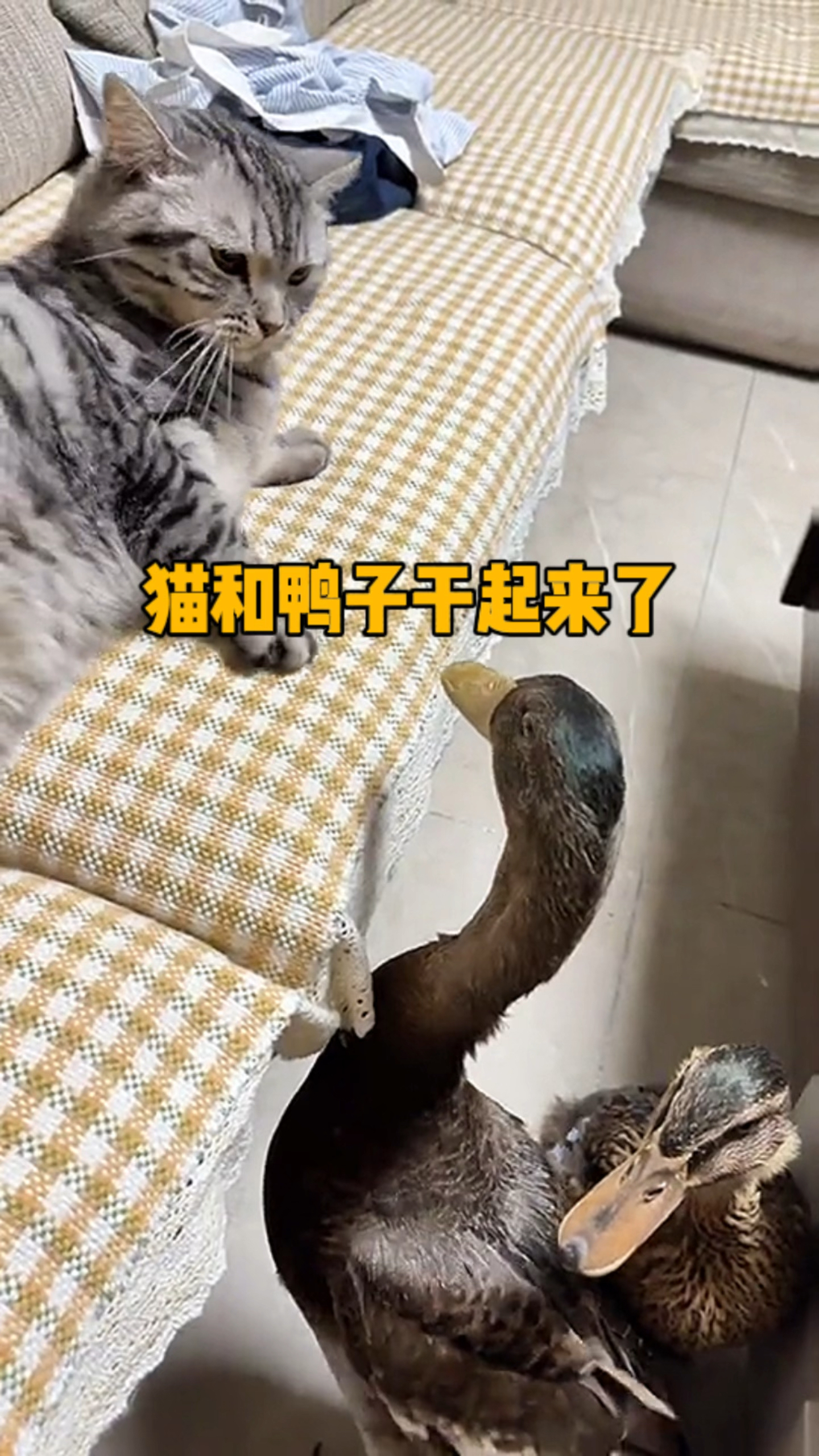 猫咪跟鸭子干起来了