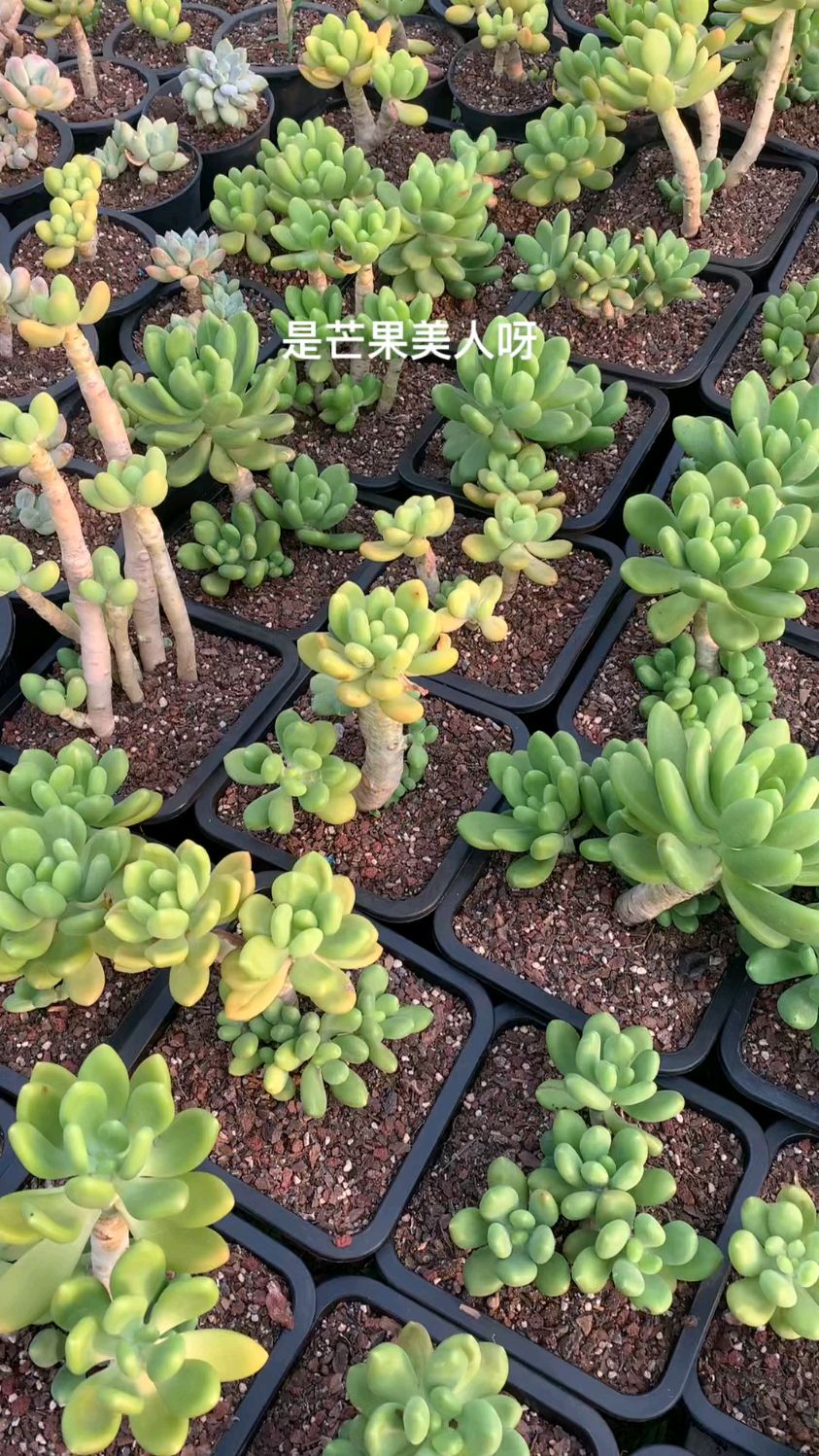 是芒果美人呀!期待上色中#多肉植物 #园艺生活 #一花一草一世界