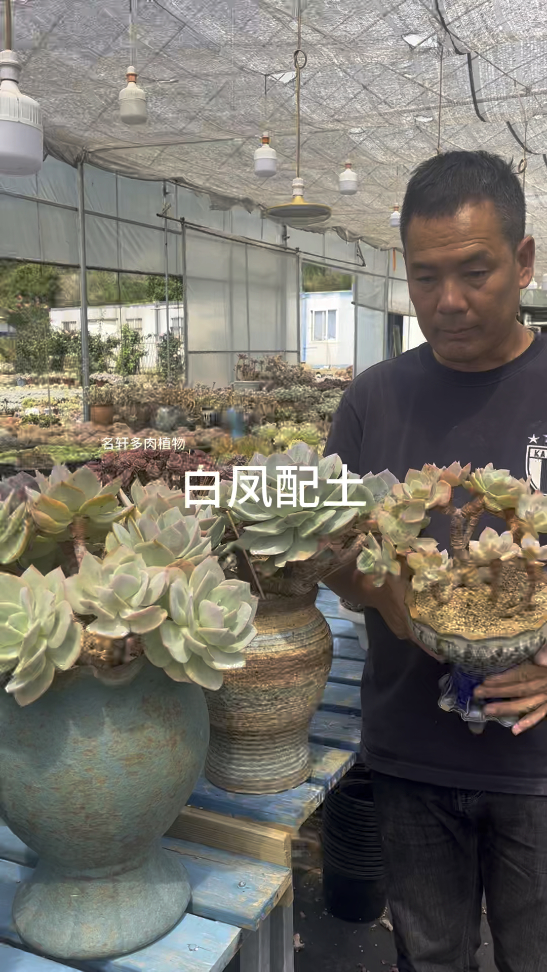 多肉植物白凤怎样配土