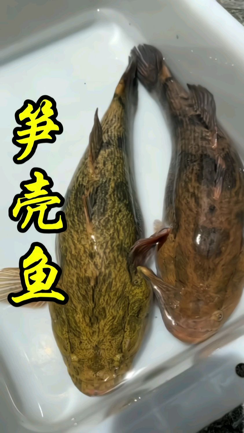 笋壳鱼2-3.5斤一条,小的半斤一条