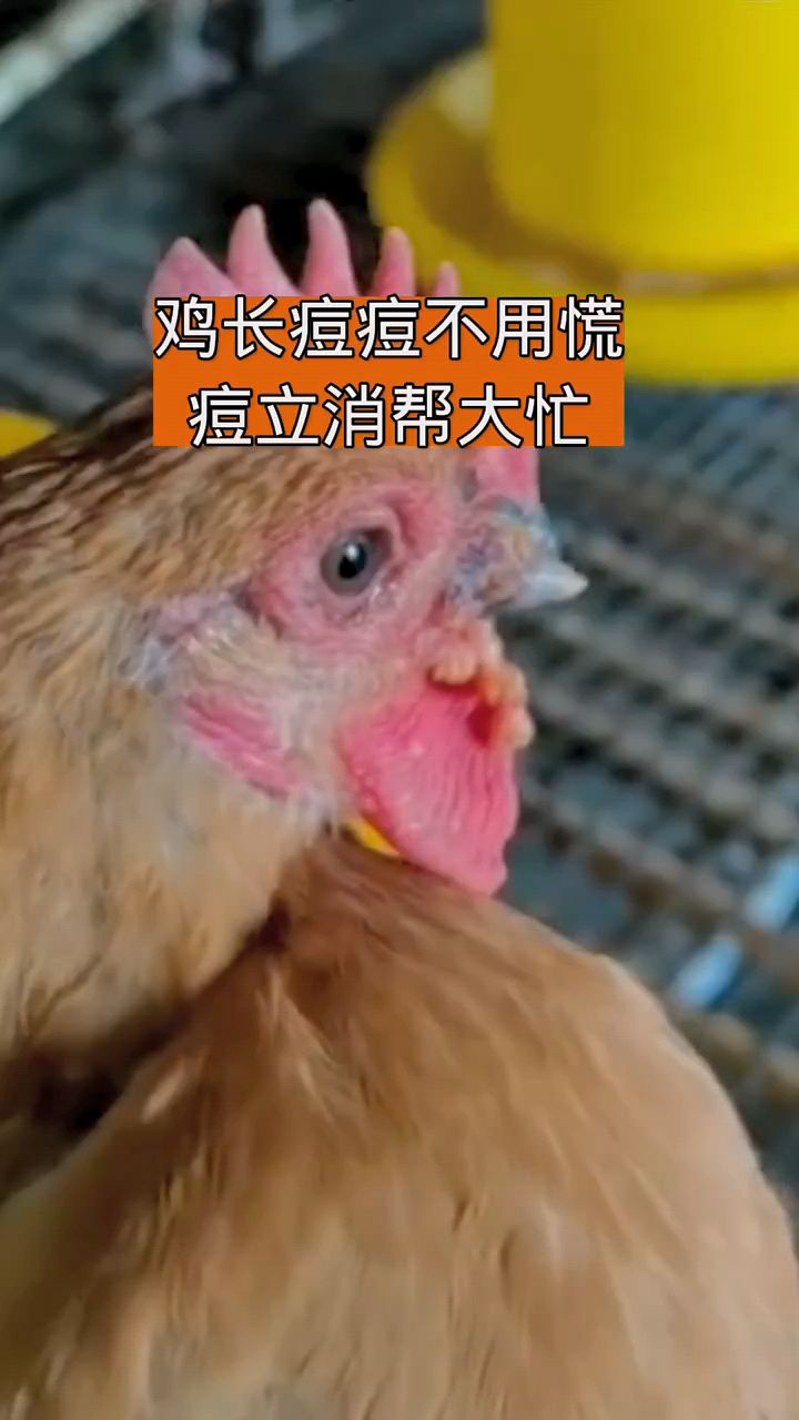 鸡长痘痘用这个方法