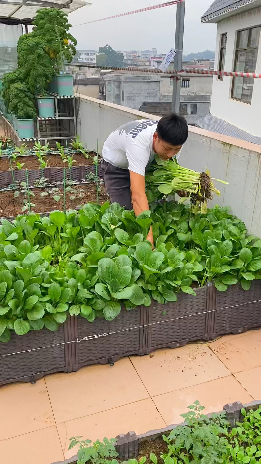 你理想中的鸡毛菜是不是很小颗呀,我这鸡毛菜长得大颗不#鸡毛菜