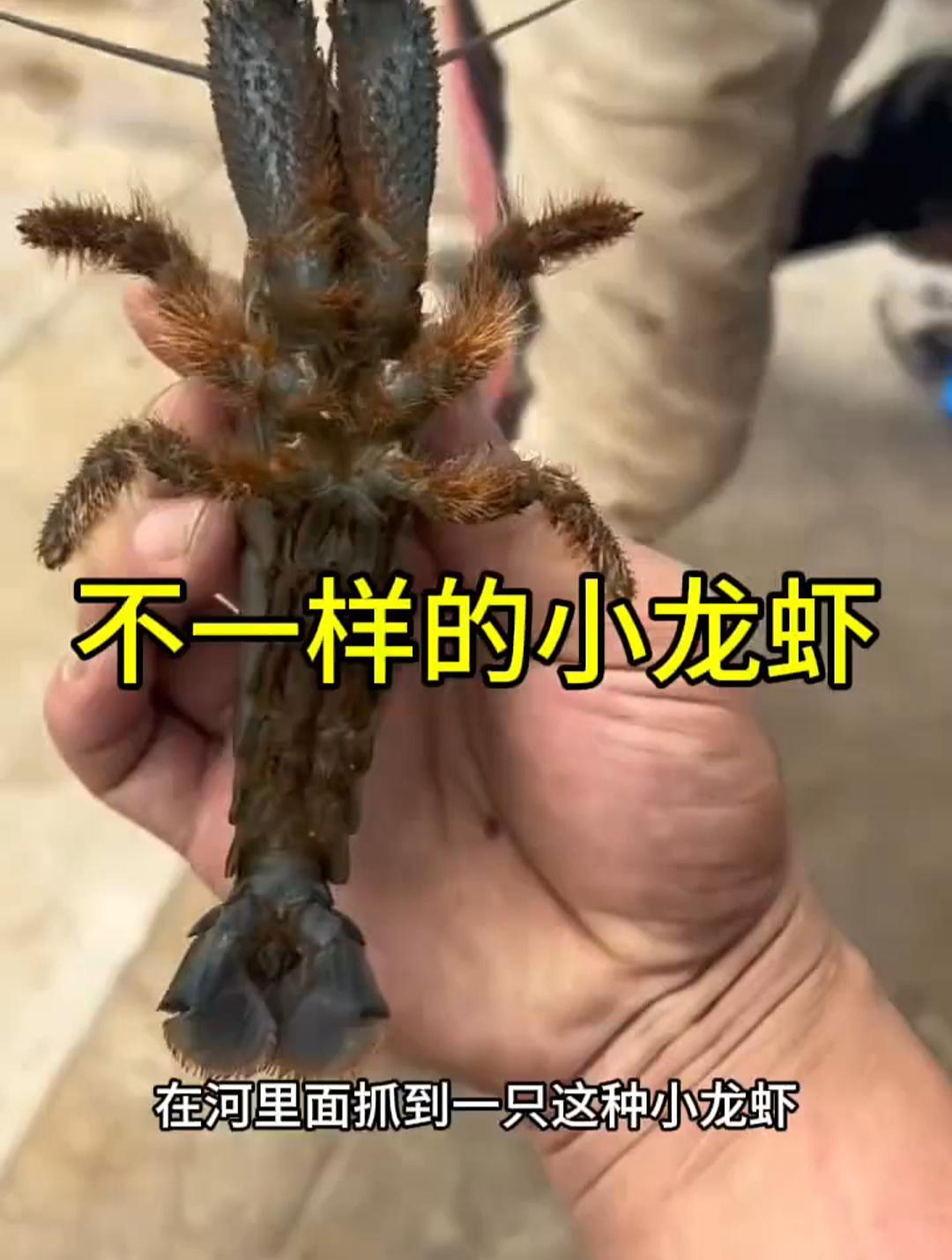 这是什么品种的龙虾