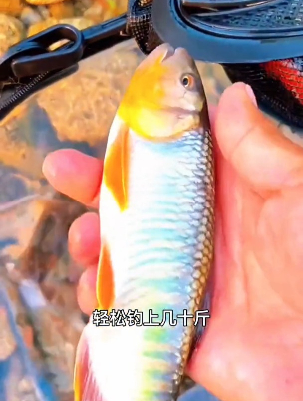 面筋饵钓溪流石斑马口鱼的正确方法,老钓友手把手演示!