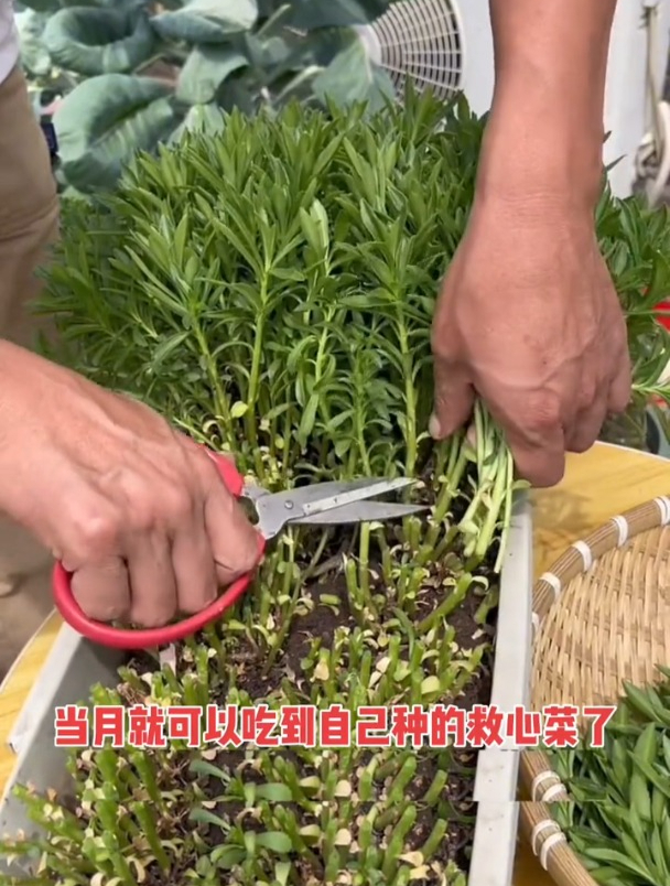 不用育苗直接种,高养胜牛肉,养心菜是多年生草本植物!