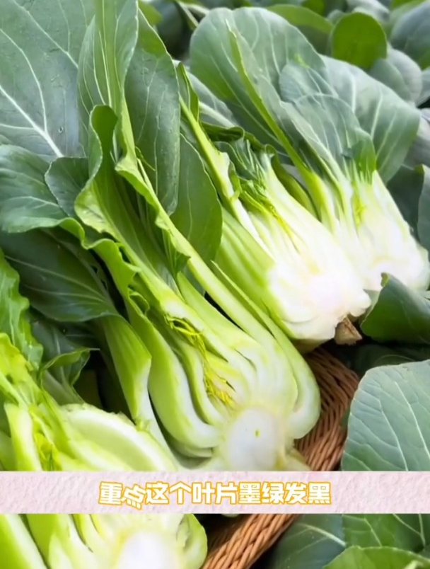 叶片肥厚纤维少,黑叶苏州青,好吃还好种!