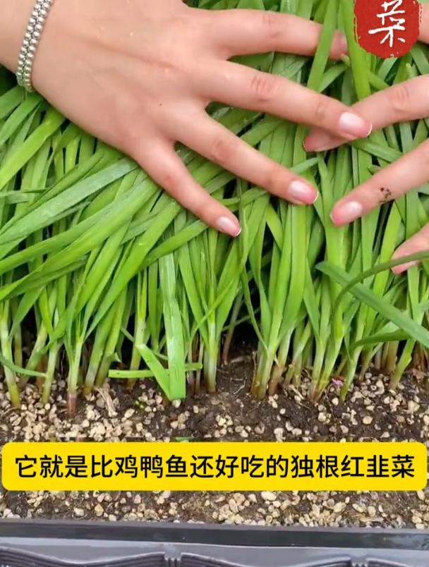 紫根宽叶韭菜,用种子播种,多久能收获?